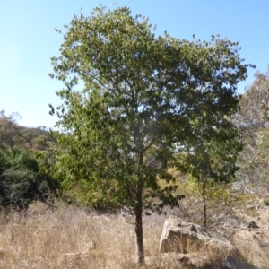 Celtis australis at Jerrabomberra, ACT - 29 Mar 2015