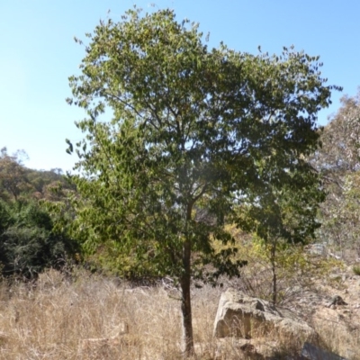 Celtis australis (Nettle Tree) at Jerrabomberra, ACT - 28 Mar 2015 by Mike