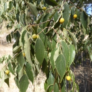 Celtis australis at Jerrabomberra, ACT - 29 Mar 2015