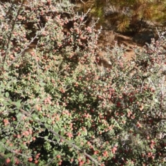 Cotoneaster rotundifolius (A Cotoneaster) at Jerrabomberra, ACT - 22 Mar 2015 by Mike