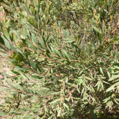 Unverified at Jerrabomberra, ACT - 22 Mar 2015 by Mike