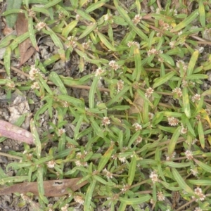 Alternanthera denticulata at Jerrabomberra, ACT - 17 Mar 2015