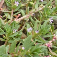 Lythrum hyssopifolia (Small Loosestrife) at Jerrabomberra, ACT - 17 Mar 2015 by Mike