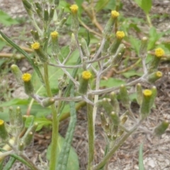 Senecio sp. (A Fireweed) at Jerrabomberra, ACT - 17 Mar 2015 by Mike