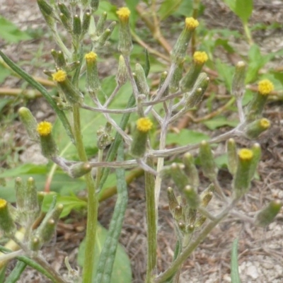 Senecio sp. (A Fireweed) at Jerrabomberra, ACT - 17 Mar 2015 by Mike