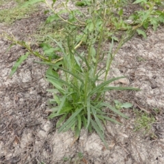 Senecio sp. at Jerrabomberra, ACT - 17 Mar 2015