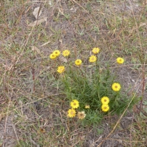 Xerochrysum viscosum at Isaacs Ridge Offset Area - 17 Mar 2015