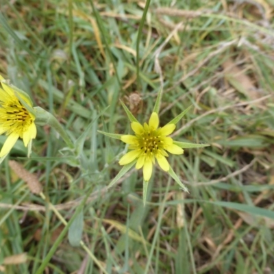 Tragopogon dubius (Goatsbeard) at Jerrabomberra, ACT - 16 Mar 2015 by Mike