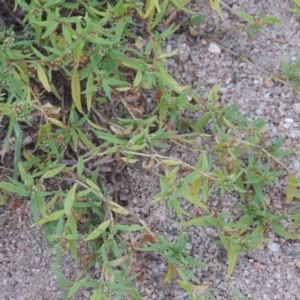 Persicaria prostrata at Pine Island to Point Hut - 31 Mar 2015 12:00 AM