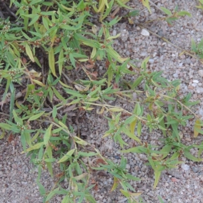 Persicaria prostrata (Creeping Knotweed) at Pine Island to Point Hut - 31 Mar 2015 by MichaelBedingfield