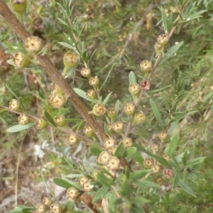 Kunzea ericoides at Isaacs Ridge - 17 Mar 2015 10:45 AM