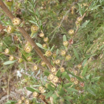 Kunzea ericoides (Burgan) at Isaacs Ridge - 16 Mar 2015 by Mike