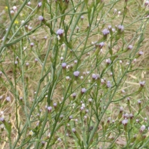 Symphyotrichum subulatum at Jerrabomberra, ACT - 17 Mar 2015 10:34 AM