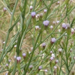 Symphyotrichum subulatum at Jerrabomberra, ACT - 17 Mar 2015 10:34 AM