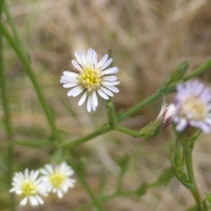 Symphyotrichum subulatum at Jerrabomberra, ACT - 17 Mar 2015 10:34 AM