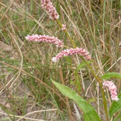 Persicaria lapathifolia (Pale Knotweed) at Isaacs Ridge - 16 Mar 2015 by Mike