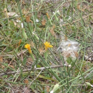 Chondrilla juncea at Jerrabomberra, ACT - 17 Mar 2015