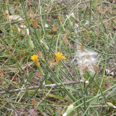 Chondrilla juncea (Skeleton Weed) at Jerrabomberra, ACT - 16 Mar 2015 by Mike