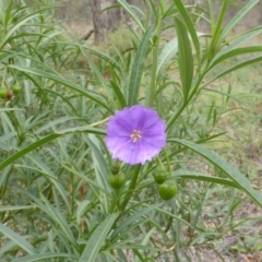 Solanum linearifolium (Kangaroo Apple) at Isaacs Ridge Offset Area - 16 Mar 2015 by Mike