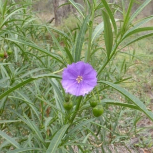 Solanum linearifolium at Isaacs Ridge Offset Area - 17 Mar 2015