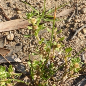 Centipeda cunninghamii at Isaacs Ridge - 14 Mar 2015