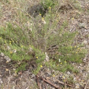 Chrysocephalum semipapposum at Isaacs Ridge Offset Area - 14 Mar 2015 02:20 PM