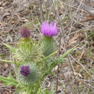 Cirsium vulgare at Jerrabomberra, ACT - 17 Mar 2015 10:07 AM