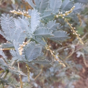 Acacia baileyana at Isaacs Ridge Offset Area - 14 Mar 2015 02:19 PM