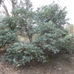 Acacia baileyana at Isaacs Ridge Offset Area - 14 Mar 2015 02:19 PM