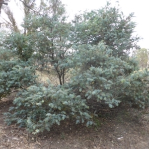 Acacia baileyana at Isaacs Ridge Offset Area - 14 Mar 2015