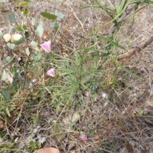 Convolvulus angustissimus subsp. angustissimus at Jerrabomberra, ACT - 14 Mar 2015