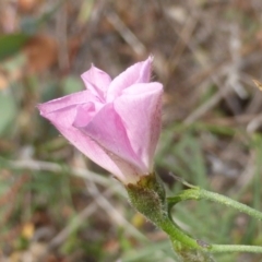 Convolvulus angustissimus subsp. angustissimus at Jerrabomberra, ACT - 14 Mar 2015