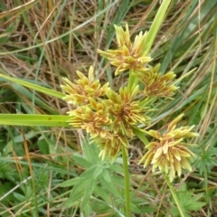 Cyperus eragrostis (Umbrella Sedge) at Isaacs Ridge - 14 Mar 2015 by Mike