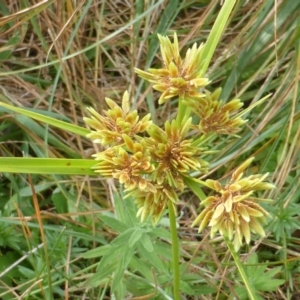 Cyperus eragrostis at Isaacs Ridge - 14 Mar 2015 01:54 PM