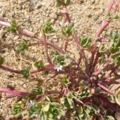 Lythrum hyssopifolia (Small Loosestrife) at Isaacs Ridge - 14 Mar 2015 by Mike