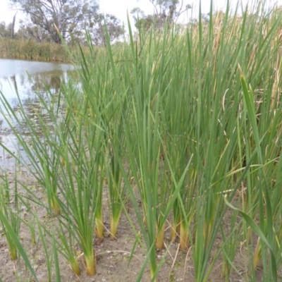 Typha domingensis (Bullrush) at Jerrabomberra, ACT - 14 Mar 2015 by Mike