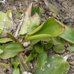 Potamogeton sulcatus (Pondweed) at Isaacs Ridge - 14 Mar 2015 by Mike