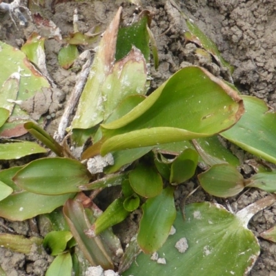 Potamogeton sulcatus (Pondweed) at Isaacs Ridge - 14 Mar 2015 by Mike