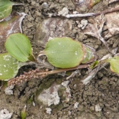 Potamogeton sulcatus at Isaacs Ridge - 14 Mar 2015 01:45 PM