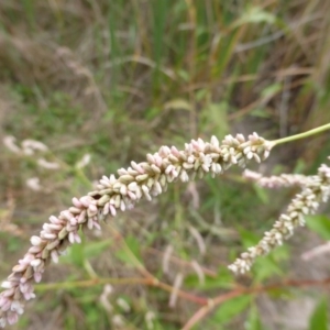 Persicaria lapathifolia at Isaacs Ridge - 14 Mar 2015