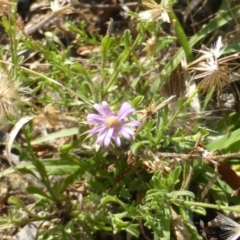 Vittadinia muelleri (Narrow-leafed New Holland Daisy) at Isaacs, ACT - 7 Mar 2015 by Mike