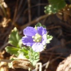 Erodium crinitum (Native Crowfoot) at Isaacs, ACT - 7 Mar 2015 by Mike