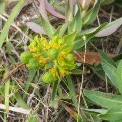 Euphorbia oblongata (Egg-leaf Spurge) at Jerrabomberra, ACT - 3 Mar 2015 by Mike