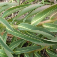 Euphorbia oblongata at Jerrabomberra, ACT - 3 Mar 2015 09:51 AM