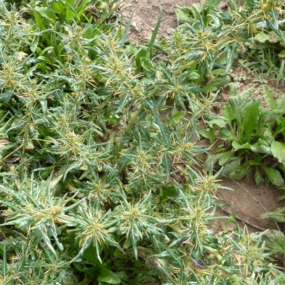 Xanthium spinosum (Bathurst Burr) at Mount Mugga Mugga - 2 Mar 2015 by Mike