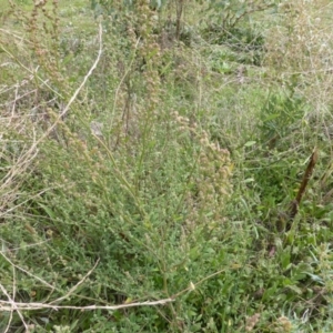 Chenopodium album at O'Malley, ACT - 3 Mar 2015 09:17 AM