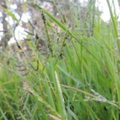 Paspalum distichum (Water Couch) at Paddys River, ACT - 31 Mar 2015 by michaelb