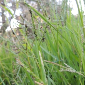 Paspalum distichum at Paddys River, ACT - 31 Mar 2015 06:23 PM