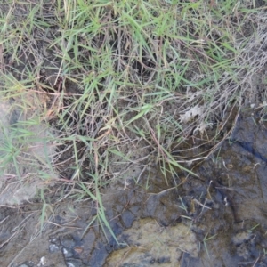 Paspalum distichum at Paddys River, ACT - 31 Mar 2015