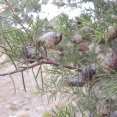 Hakea decurrens subsp. decurrens at Greenway, ACT - 30 Mar 2015